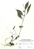藏品(曲莖蘭崁馬蘭)的圖片